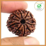 10 Face (Ten Mukhi Rudraksha)