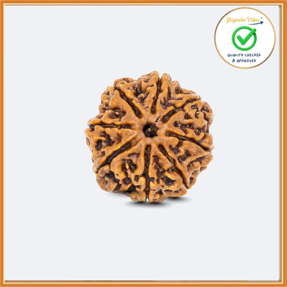 1 8 Face (Eight Mukhi Rudraksha) - Image 1