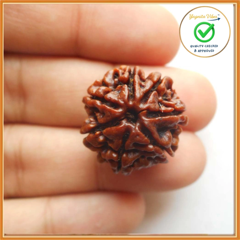 1 7 Face (Seven Mukhi Rudraksha) - Image 1