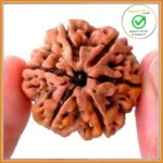 6 Face (Six Mukhi Rudraksha)