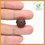 4 Face (Four Mukhi Rudraksha)