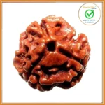 3 Face (Three Mukhi Rudraksha)