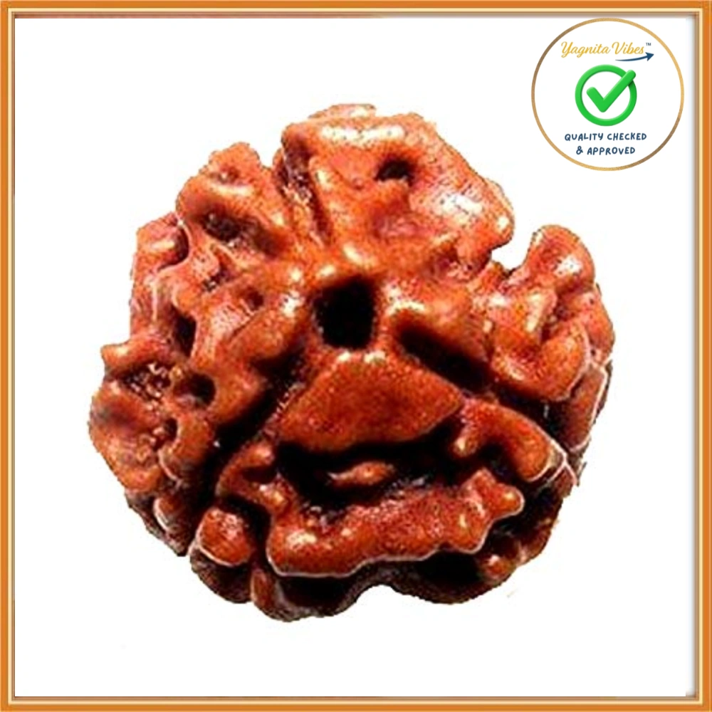 1 3 Face (Three Mukhi Rudraksha) - Image 1