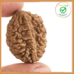 2 Face (Two Mukhi Rudraksha)