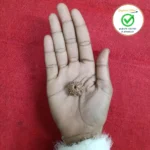 10 Face (Ten Mukhi Rudraksha) - Image 2