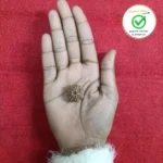 7 Face (Seven Mukhi Rudraksha) - Image 2