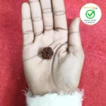 6 Face (Six Mukhi Rudraksha) - Image 2