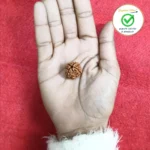 4 Face (Four Mukhi Rudraksha) - Image 2