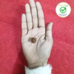 3 Face (Three Mukhi Rudraksha) - Image 2