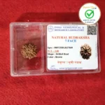 7 Face (Seven Mukhi Rudraksha) - Image 3