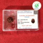 5 Face (Five Mukhi Rudraksha) - Image 3