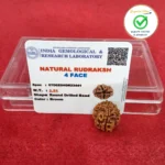 4 Face (Four Mukhi Rudraksha) - Image 3