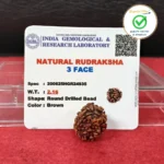 3 Face (Three Mukhi Rudraksha) - Image 3