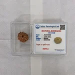10 Face (Ten Mukhi Rudraksha) - Image 4