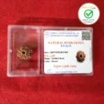 8 Face (Eight Mukhi Rudraksha) - Image 4
