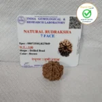 7 Face (Seven Mukhi Rudraksha) - Image 4