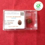 6 Face (Six Mukhi Rudraksha) - Image 4